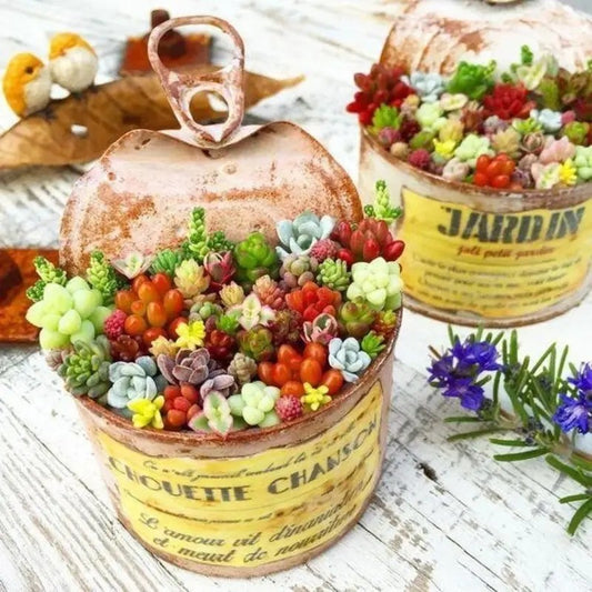 Decorative container with colorful succulents and a vintage-style label on a wooden surface.