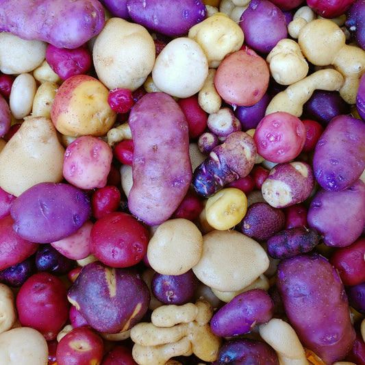 100 Mixed True Potato Seeds - Solanum curtilobum