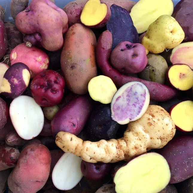 100 Mixed True Potato Seeds (TPS) | All Domesticated Types