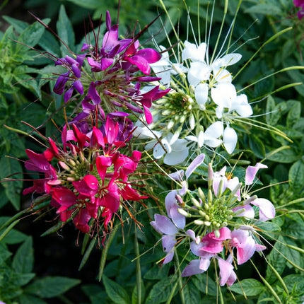 Mixed Colors Cleome flowers with vibrant pink, purple and white spider-like blooms, tall ornamental flowers for colorful garden beds, borders and pollinator gardens. Seed World
