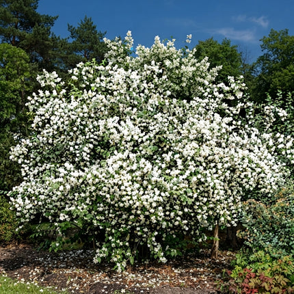 20 Sweet Mock Orange Seeds – Philadelphus Coronarius Fragrant Shrub