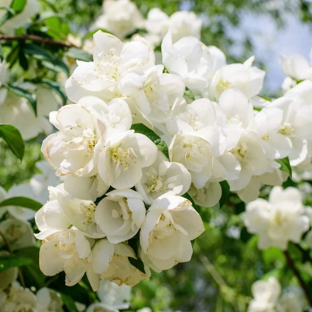 Mock Orange flowers with clusters of fragrant white blooms and lush green foliage, a beautiful flowering shrub ideal for cottage gardens, borders, and pollinator-friendly landscapes. Seed World