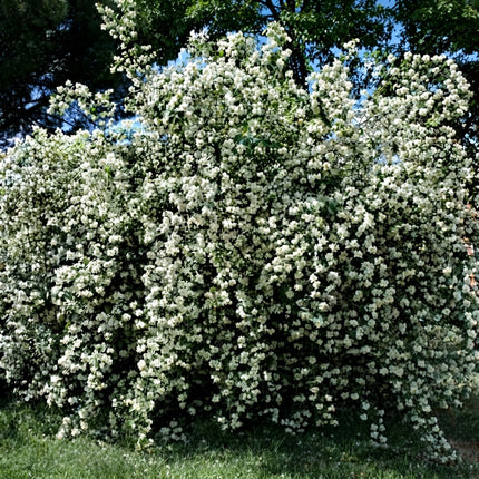 20 Sweet Mock Orange Seeds – Philadelphus Coronarius Fragrant Shrub