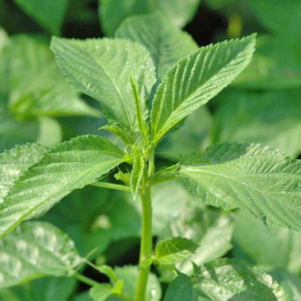 400 Molokhia Seeds (Egyptian Spinach) | Heat-Tolerant Nutrient-Rich Greens
