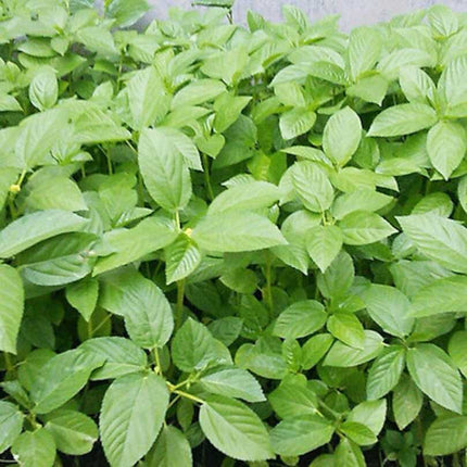 400 Molokhia Seeds (Egyptian Spinach) | Heat-Tolerant Nutrient-Rich Greens