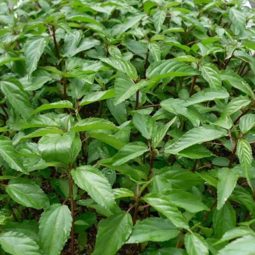 400 Molokhia Seeds (Egyptian Spinach) | Heat-Tolerant Nutrient-Rich Greens