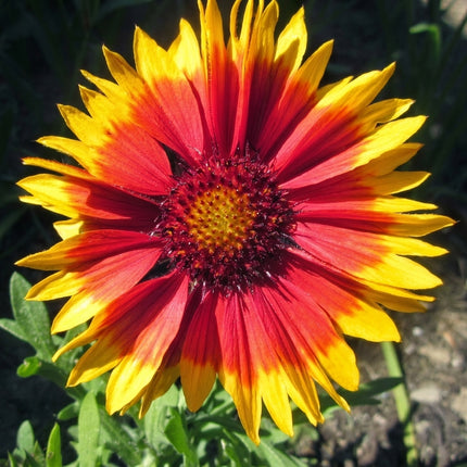 Monarch Mix Blanket Flower (Gaillardia) – 25 Seeds, featuring vibrant red and orange petals with golden-yellow tips and a striking central disk, ideal for sunny garden beds, borders, and pollinator-friendly flower gardens. Seed World