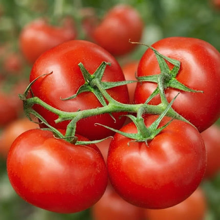 Moneymaker tomatoes with clusters of ripe, juicy red fruit on the vine, a classic high-yield tomato variety ideal for home vegetable gardens. Seed World