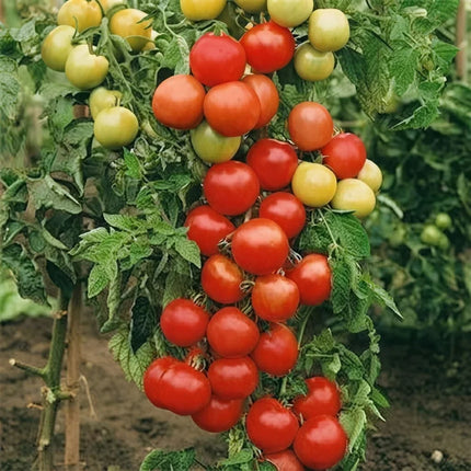 100 Moneymaker Tomato Seeds – Heavy-Yielding Garden Variety