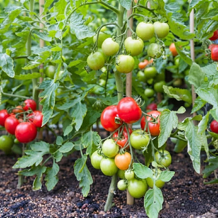 100 Moneymaker Tomato Seeds – Heavy-Yielding Garden Variety