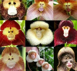 Monkey Face Orchid Flower Mix - Seed World