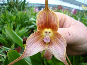 10 Monkey Face Orchid Flower Seeds