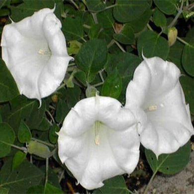 25 Moonflower Flower Seeds