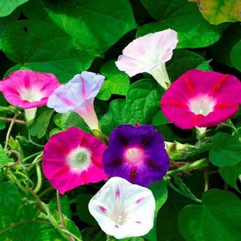 Morning Glory Mixed Flower Seeds