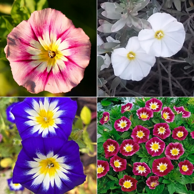 50 Morning Glory Ensign Mix Seeds – Colorful Flowering Vine | Ipomoea Purpurea
