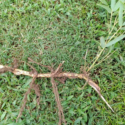 6 Moso Live Bamboo Root – Phyllostachys edulis