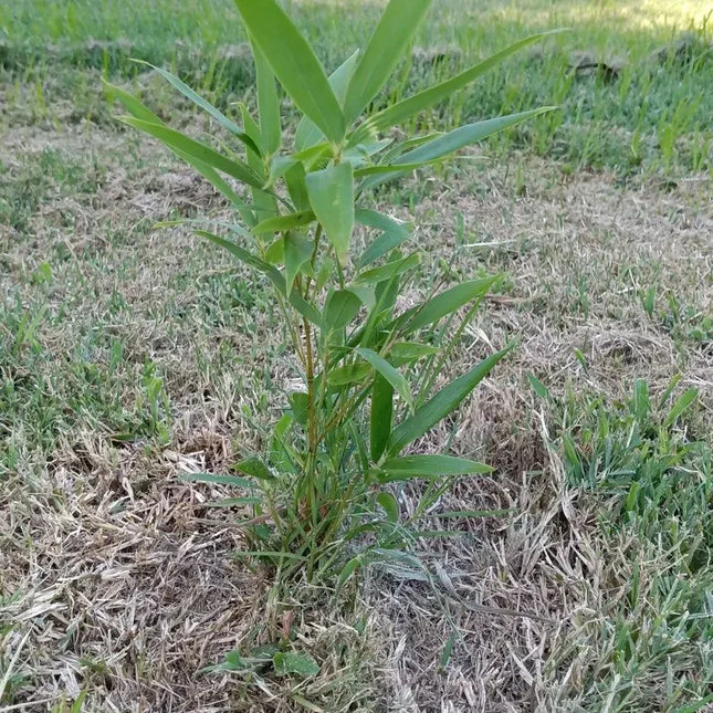 6 Moso Live Bamboo Root – Phyllostachys edulis