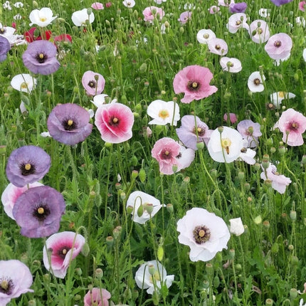 Mother of Pearl Poppy Mix Seeds – 500 Seeds