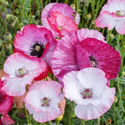 Mother of Pearl Poppy Mix Seeds – 500 Seeds