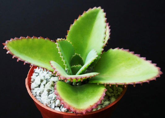 1pc Mother of Thousands Kalanchoe Succulent 4"