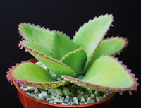 1pc Mother of Thousands Kalanchoe Succulent 4"