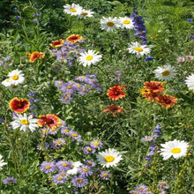 4000 Mountain Wildflower Mix Seeds