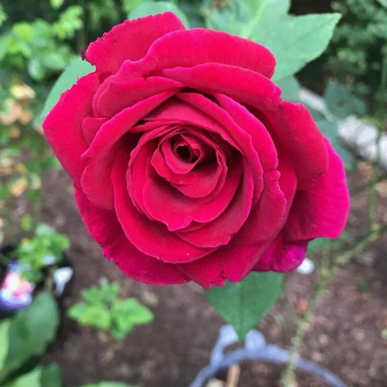 Close-up of a vibrant red rose with green leaves in the background