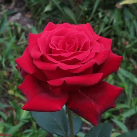 Close-up of a red rose with green leaves in the background