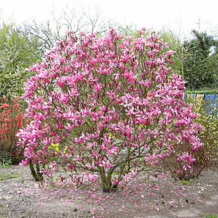 10 Mulan Tulip Lily Magnolia Seeds – Magnolia Liliflora