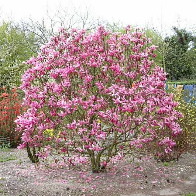 10 Mulan Tulip Lily Magnolia Seeds – Magnolia Liliflora