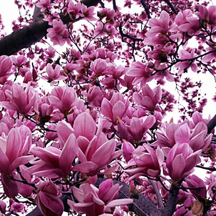 Mulan Tulip Lily Magnolia with abundant pink-purple, tulip-shaped blossoms covering mature tree branches in spring. Seed World