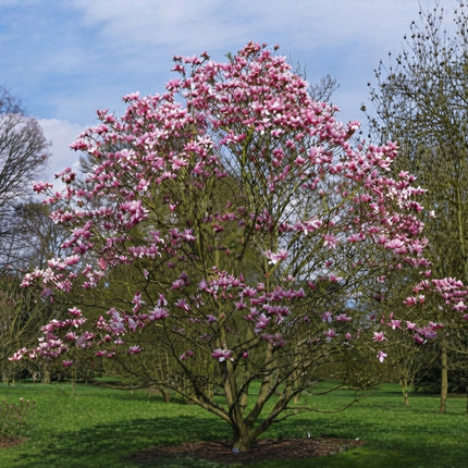 10 Mulan Tulip Lily Magnolia Seeds – Magnolia Liliflora