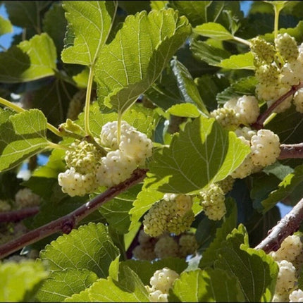 50 Mulberry Tree Seeds (Morus alba) – Fast-Growing Fruit Tree