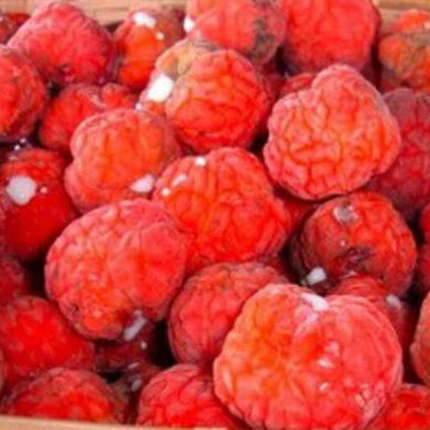 100 Mulberry Silkworm Tree Seeds