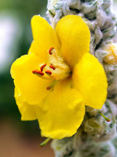4000 Mullein Seeds – Verbascum Thapsus