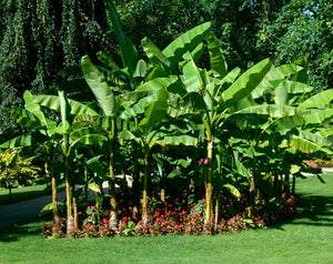 Musa Basjoo Banana Tree - Live Plant - 1 Ft. Tall