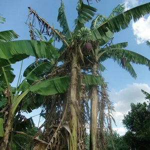 10 Musa Itinerans - Burmese Blue Banana Seeds