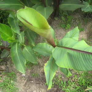 10 Musa Itinerans - Burmese Blue Banana Seeds