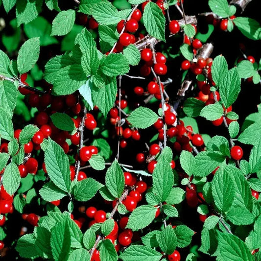 Close-up of red berries and green leaves on a branch