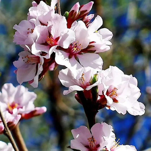 Close-up of pink cherry blossoms with a blurred natural background