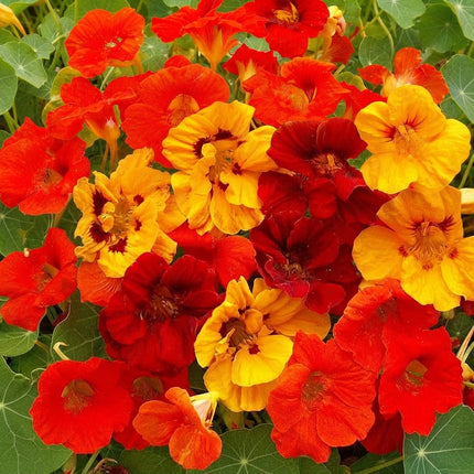 Nasturtium Jewels Mix flowers blooming in vibrant red, orange and golden yellow, an easy-to-grow edible flower variety perfect for colorful garden beds, borders and containers. Seed World