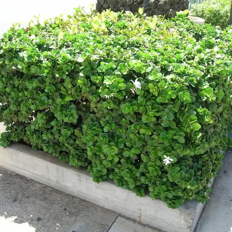 Green bush in a concrete planter box on a street