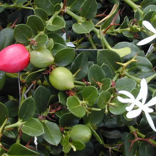 Close-up of green fruits and red berry-like objects on a plant with white flowers.