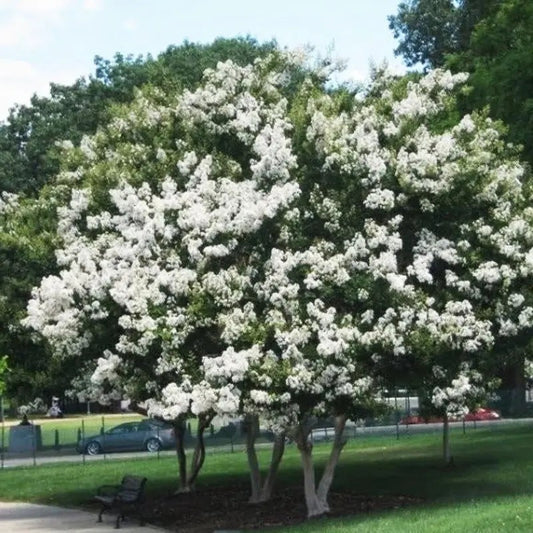 20 Natchez Crape Myrtle Seeds