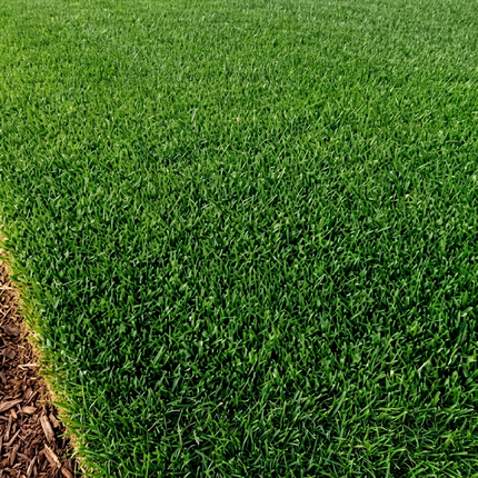 New Contractor's Mix Grass Seeds - 5 Lbs