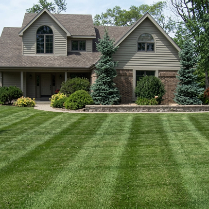 New Contractor's Mix Grass Seeds - 5 Lbs