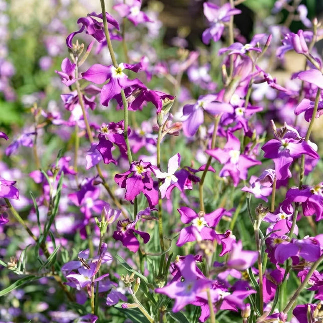 Night Scented Stock flowers with fragrant purple blooms, perfect for cottage gardens, evening fragrance, pollinator gardens, and colorful borders. Seed World