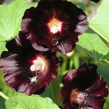 Nigra Hollyhock Seeds – Alcea rosea | Deep Black Heirloom Blooms