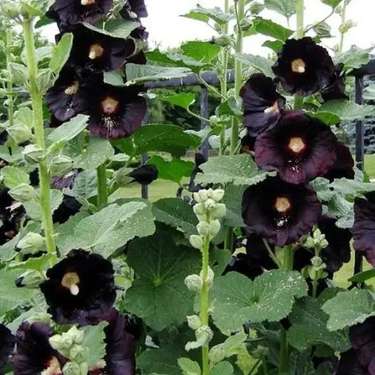Black flowers with green leaves in a garden setting