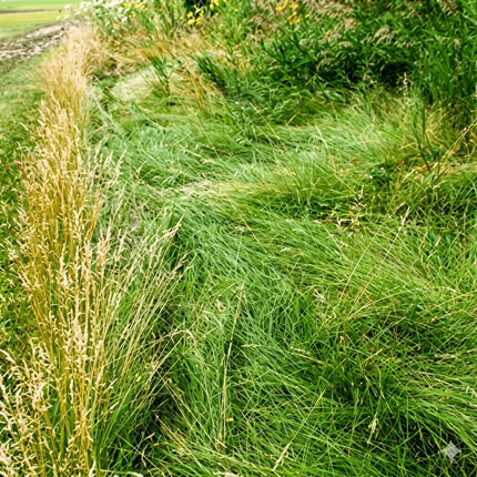 No Mow Lawn Grass Seed – Dwarf Fine Fescue Mix - 1 lb